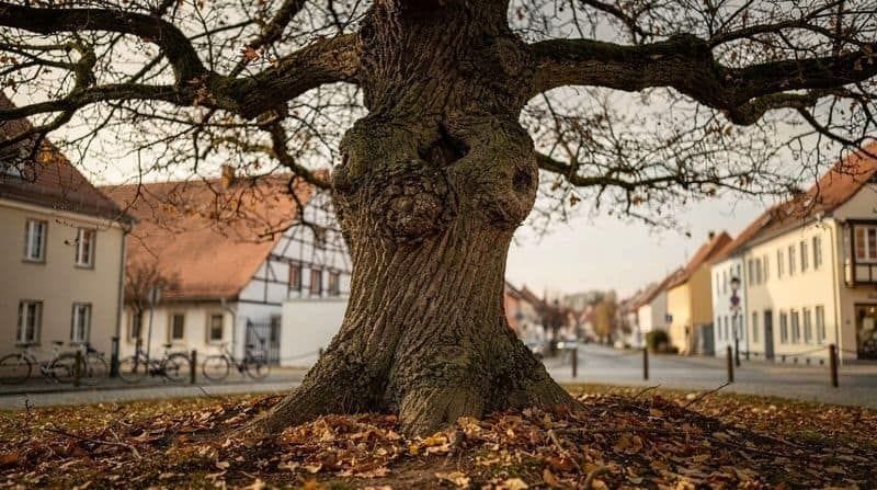 Tour with Highlights of Martin Luther